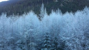 Frost